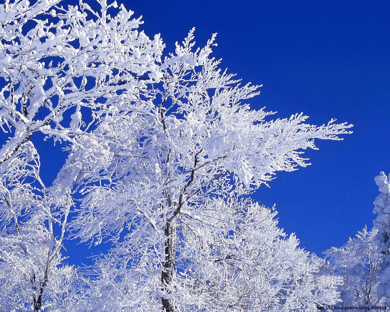 雪の華 の掲示板投稿写真&画像